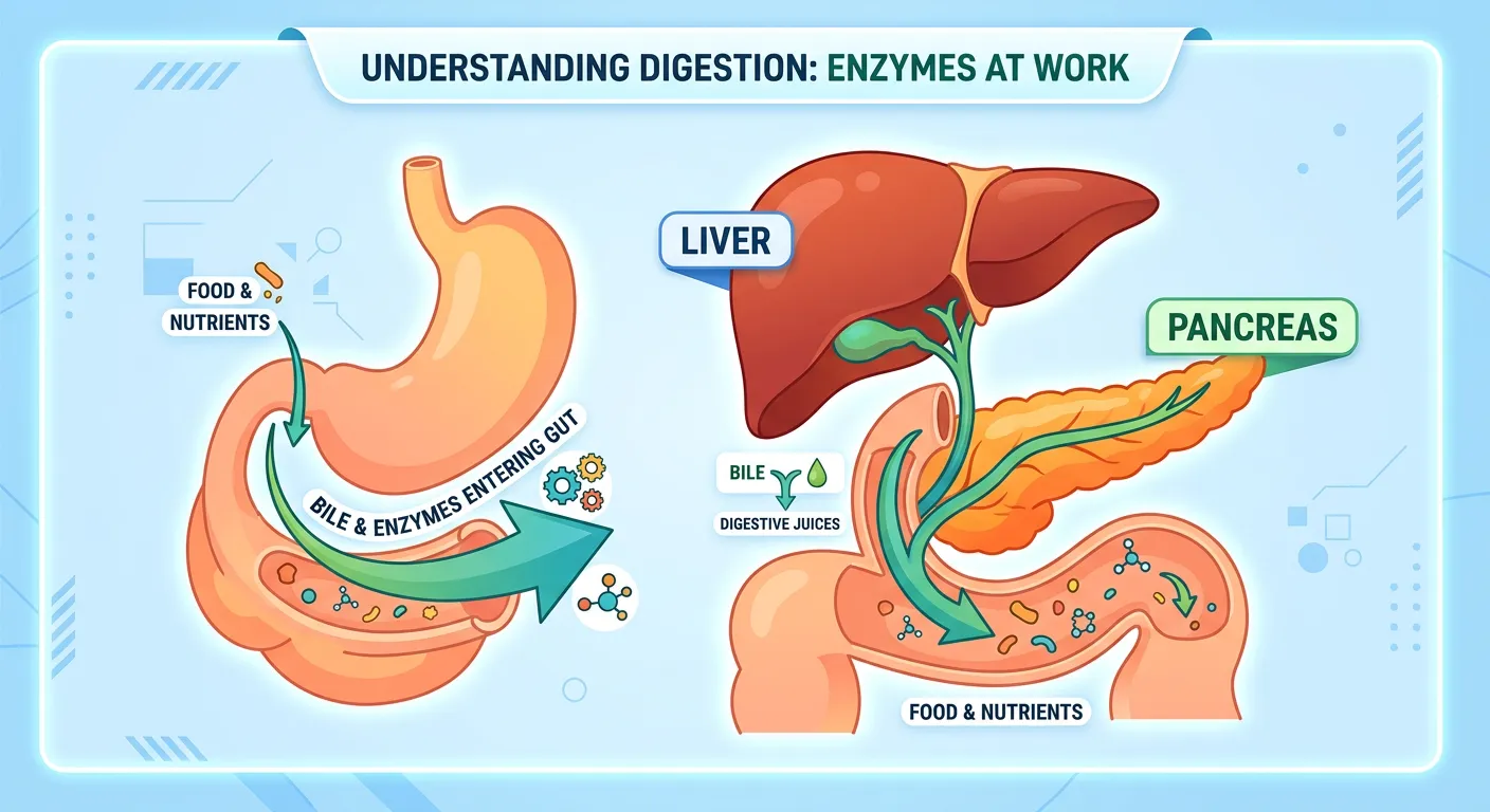 Liver, Pancreas, and Duodenum interaction
